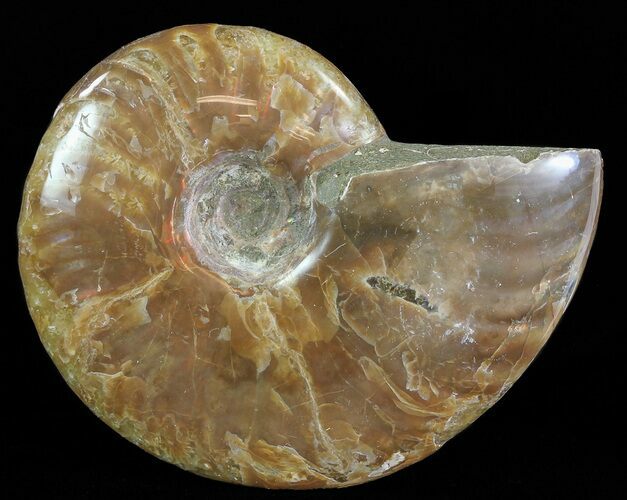 Flashy Red Iridescent Ammonite - Wide #66639